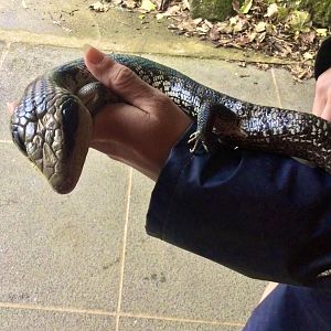 Blue-tongued skink (Tiliqua scincoides)