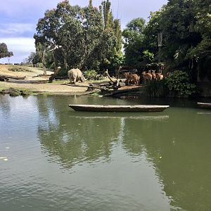African Waterhole Exhibit