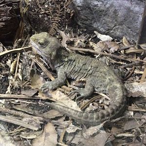 Juvenile Tuatara (Sphenodon punctatus)