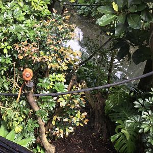 Golden Lion Tamarin Exhibit