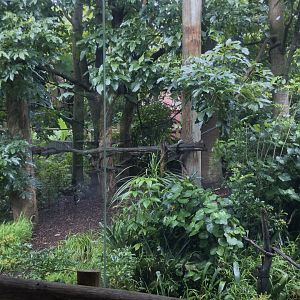 Cotton-top Tamarin Exhibit