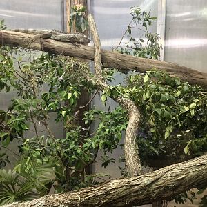 Green Iguana Exhibit (Renovated)
