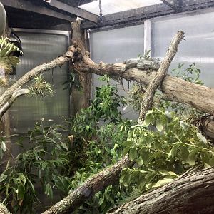 Green Iguana Exhibit (Renovated)