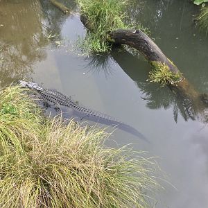 American Alligator in Water