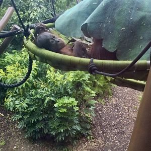 Bahmi (Bornean Orangutan)