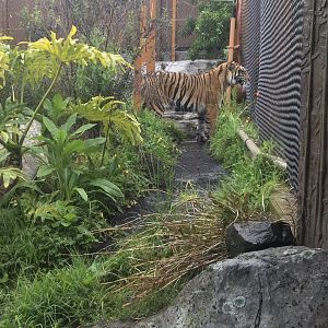 Zayana (Sumatran Tiger) Watching Otters