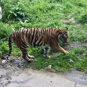 Zayana (Sumatran Tiger)