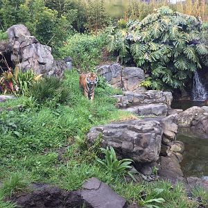 Ramah (Sumatran Tiger) in Large Exhibit