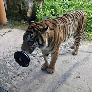 Zayana (Sumatran Tiger)