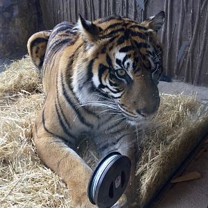 Zayana (Sumatran Tiger)