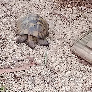 Spur thighed tortoise