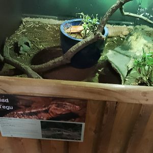 Red tegu exhibit