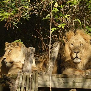 Asiatic Lions