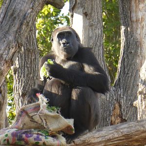 Western Lowland Gorilla