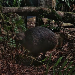 North Island Brown Kiwi (Apteryx mantelli)