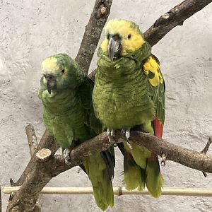 New- Blue Fronted Amazon Parrots
