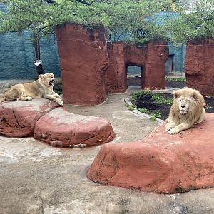 Lions (including white male)