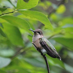 Ruby-Throated Hummingbird (Archilochus colubris)