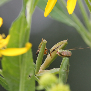Chinese mantis (Feeding on an insect)