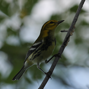 Black-throated Green Warbler (Setophaga virens)