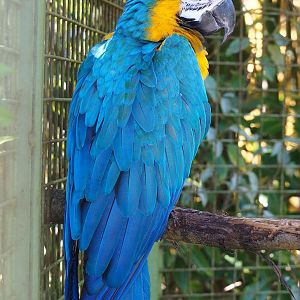 Blue-and-gold macaw (Ara ararauna), 2023-05-19