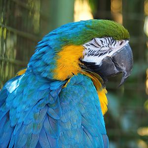 Blue-and-gold macaw (Ara ararauna), 2023-05-19