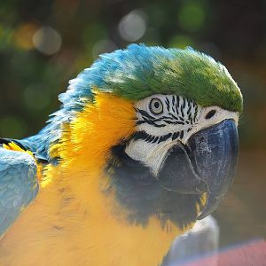 Blue-and-gold macaw (Ara ararauna), 2023-05-19