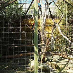 Second outdoor parrot aviary - Macaws, 2023-05-19