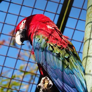 Green-winged macaw (Ara chloropterus), 2023-05-19