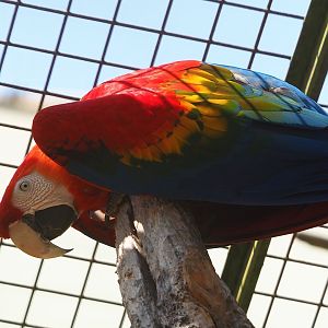 Scarlet macaw (Ara macao), 2023-05-19