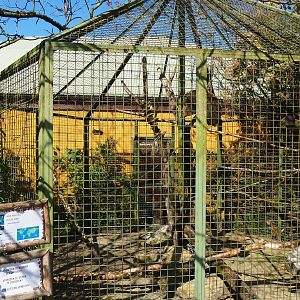 Third outdoor parrot aviary - Macaws and Citron-crested cockatoos, 2023-05-19
