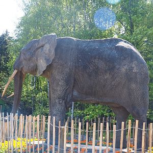 Statue of African bush elephant bull, 2023-05-19