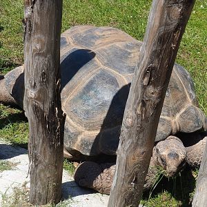 Aldabra giant tortoise (Aldabrachelys gigantea gigantea), 2023-05-19