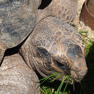 Aldabra giant tortoise (Aldabrachelys gigantea gigantea), 2023-05-19
