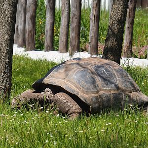 Aldabra giant tortoise (Aldabrachelys gigantea gigantea), 2023-05-19