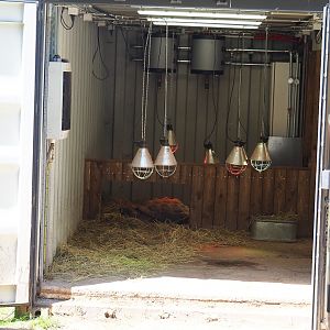 Indoor housing Aldabra giant tortoises, 2023-05-19