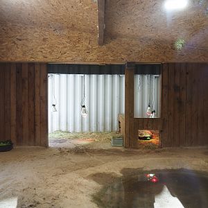 Indoor housing Aldabra giant tortoises, 2023-05-19