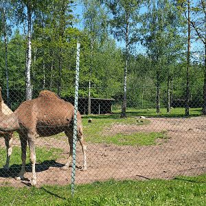 Dromedary camel paddock, 2023-05-19