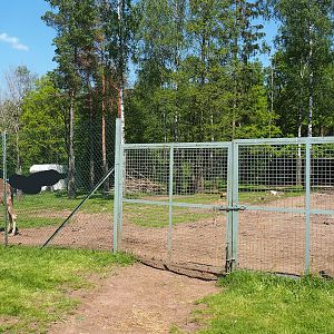 Dromedary camel paddock, 2023-05-19