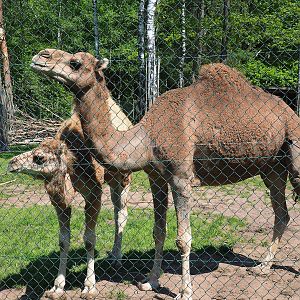Dromedary camels (Camelus dromedarius), 2023-05-19