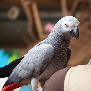 Parrot show - Congo African grey parrot (Psittacus erithacus), 2023-05-19
