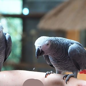 Parrot show - Congo African grey parrots (Psittacus erithacus), 2023-05-19