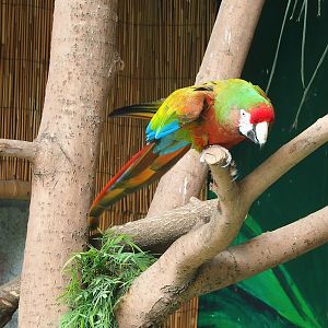 Parrot show - Hybrid macaw (Ara macao X A. militaris), 2023-05-19