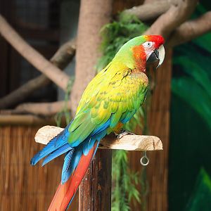 Parrot show - Hybrid macaw (Ara macao X A. militaris), 2023-05-19