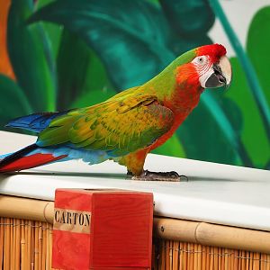 Parrot show - Hybrid macaw (Ara macao X A. militaris), 2023-05-19