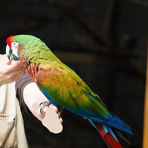 Parrot show - Hybrid macaw (Ara macao X A. militaris), 2023-05-19