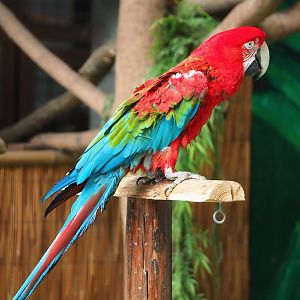 Parrot show - Green-winged macaw (Ara chloropterus), 2023-05-19