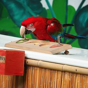 Parrot show - Green-winged macaw (Ara chloropterus), 2023-05-19