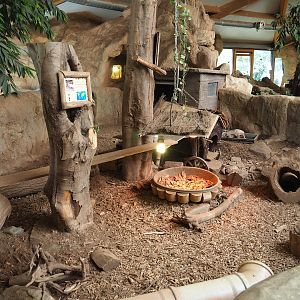 Six-banded armadillo exhibit, 2023-05-19