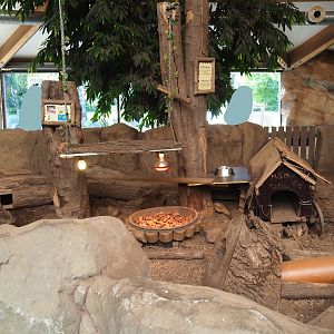 Six-banded armadillo exhibit, 2023-05-19